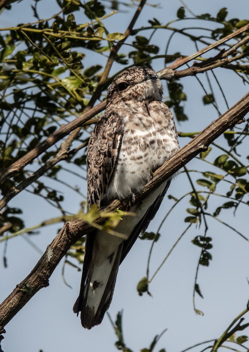 Sand-colored Nighthawk - ML642210431
