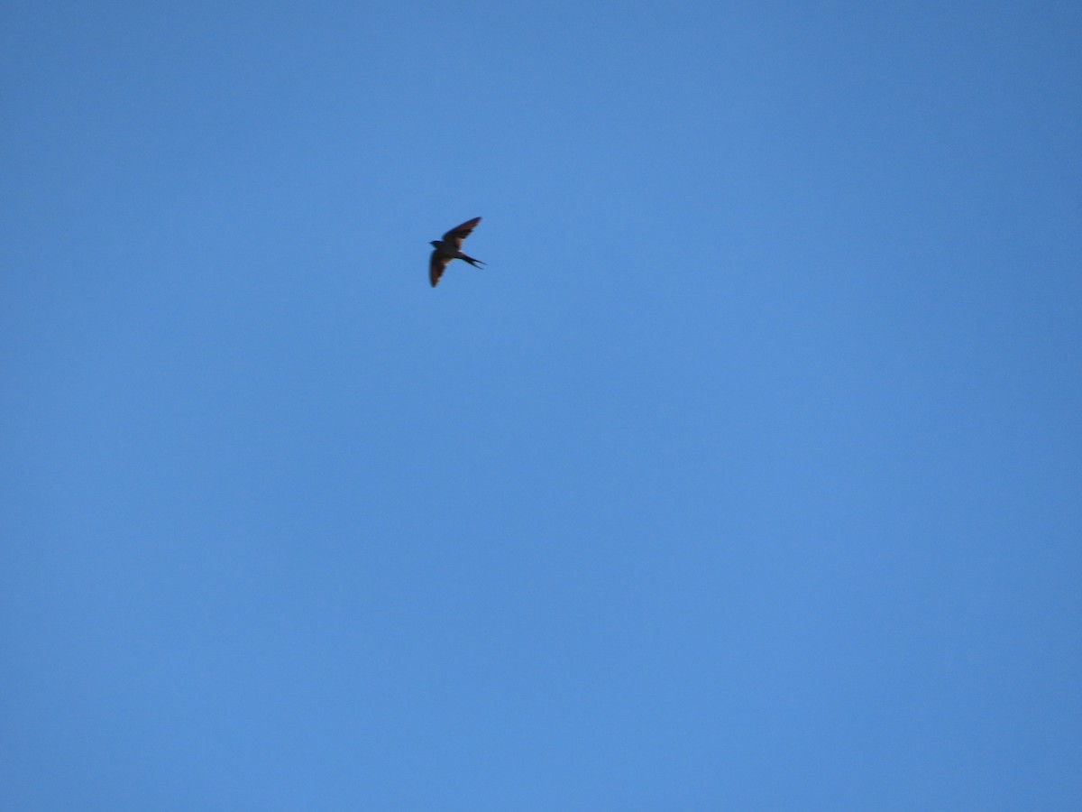 Eastern Red-rumped Swallow (Striated) - ML642210450