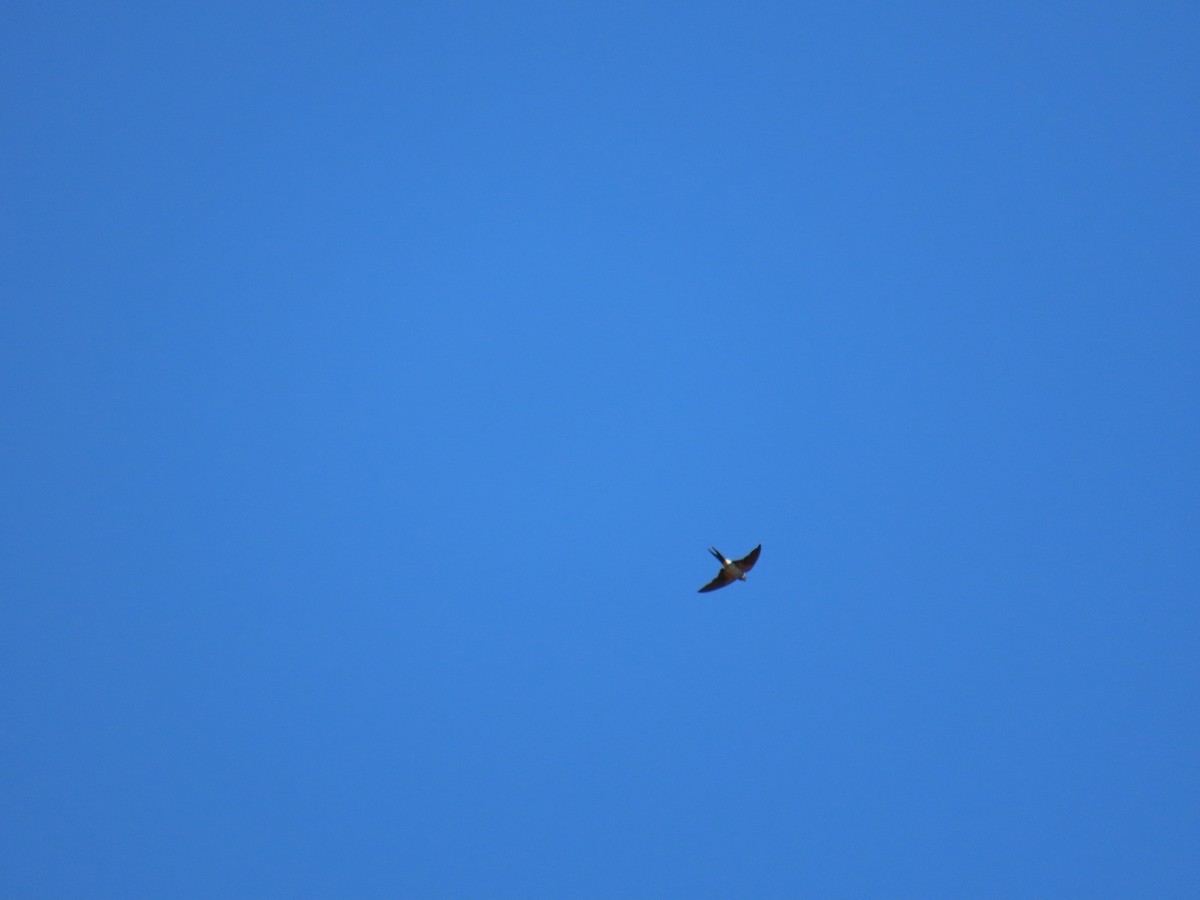 Eastern Red-rumped Swallow (Striated) - ML642210451