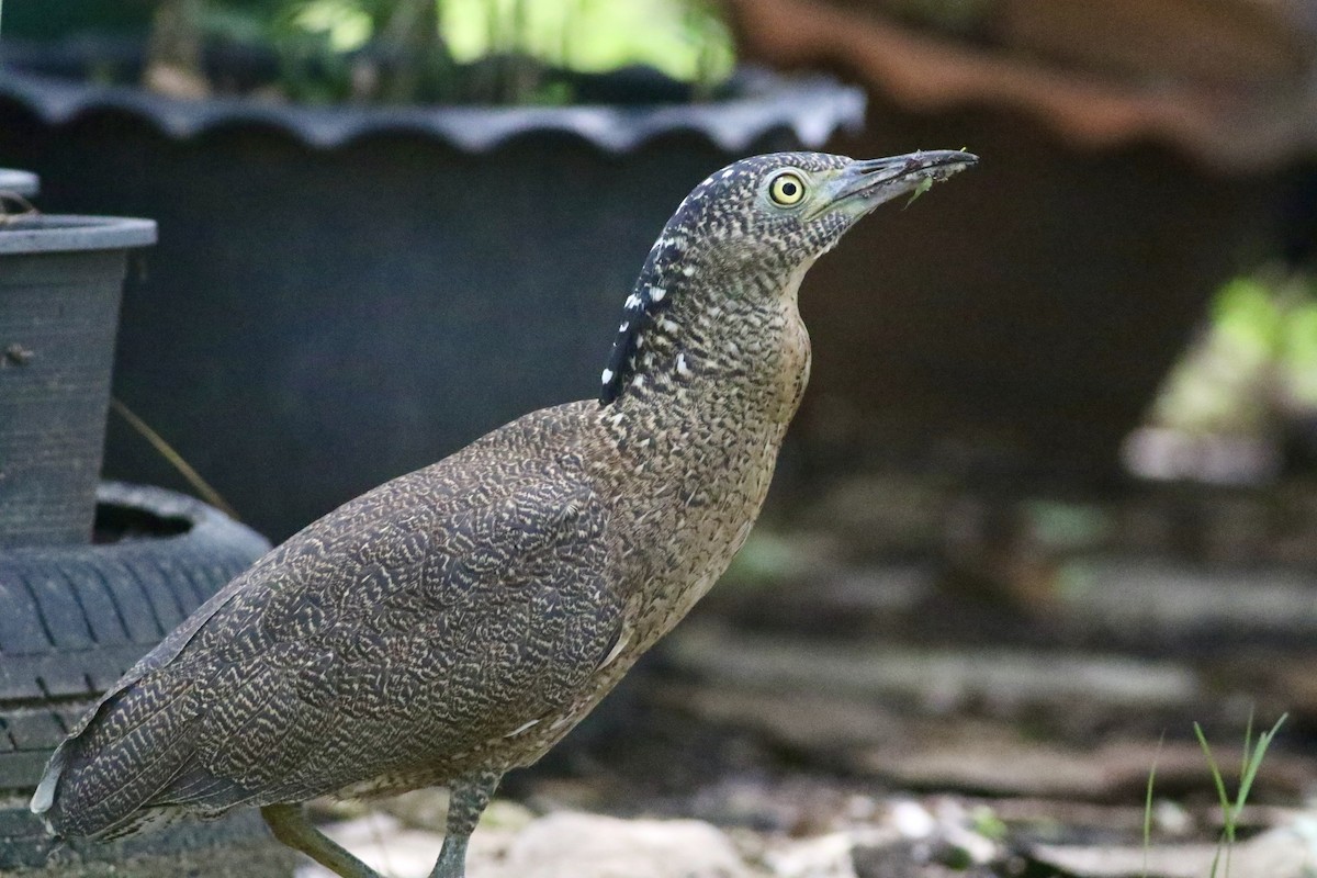 Malayan Night Heron - ML642210454