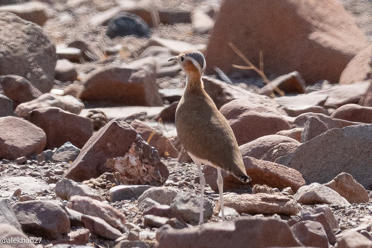 Burchell's Courser - ML642210458