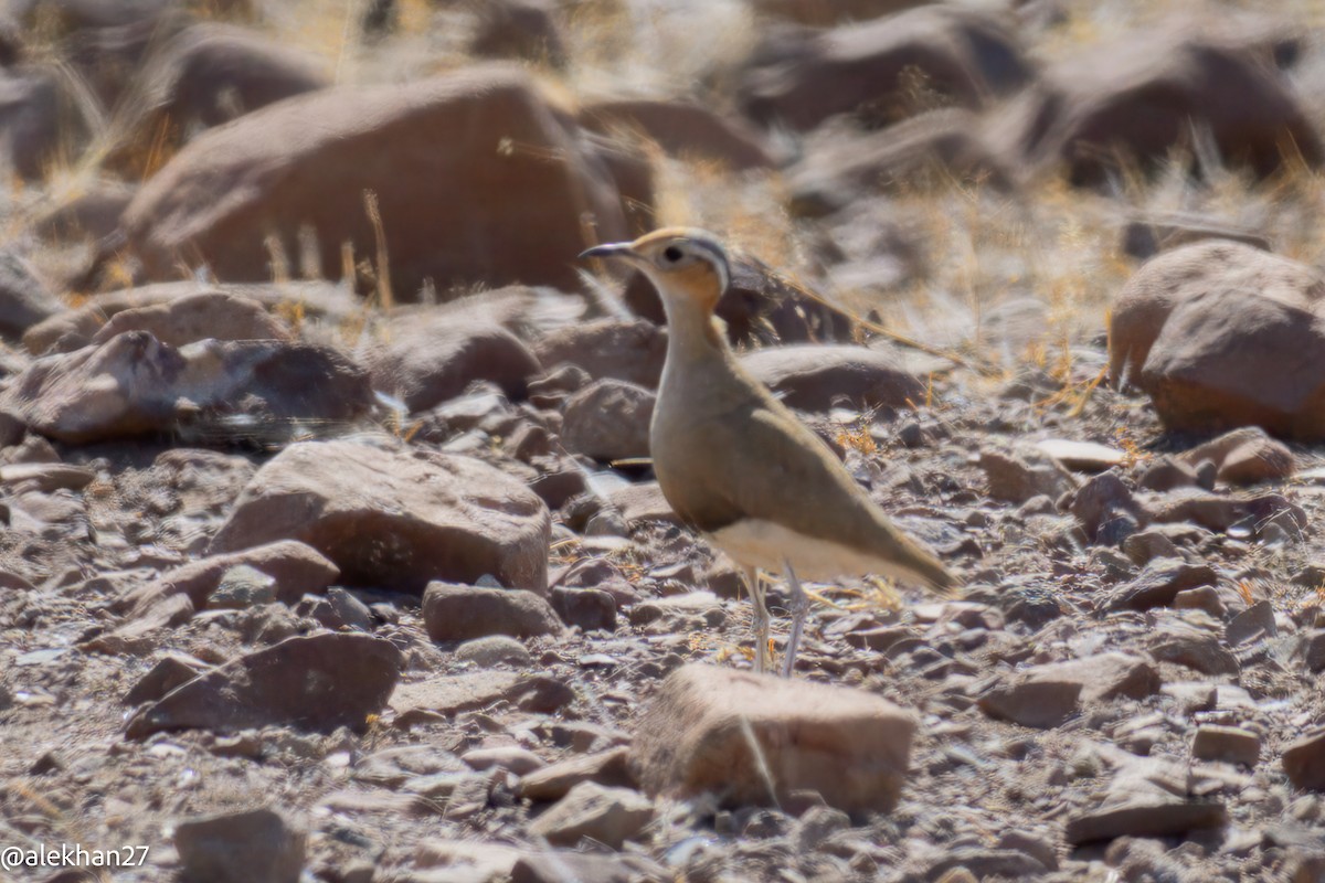 Burchell's Courser - ML642210459