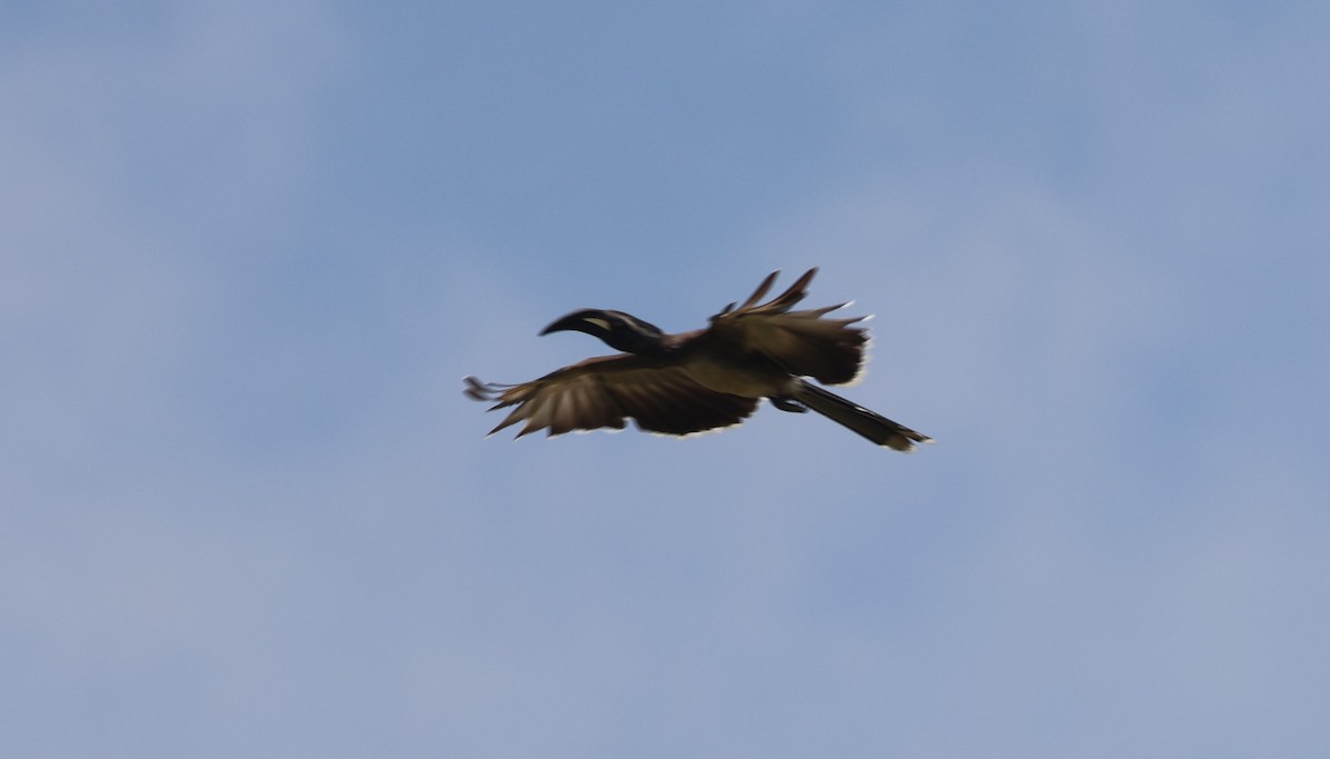 African Gray Hornbill - ML642210460