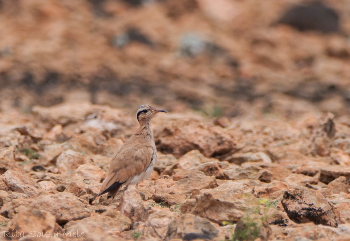 Cream-colored Courser - ML642210475