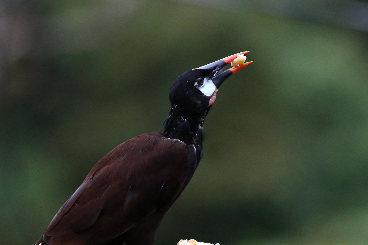 Montezuma Oropendola - ML642210477