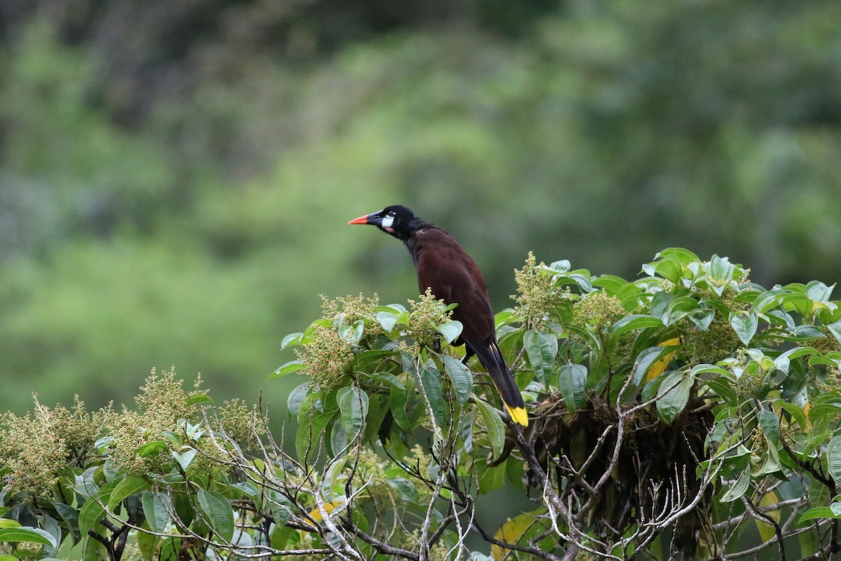 Montezuma Oropendola - ML642210478