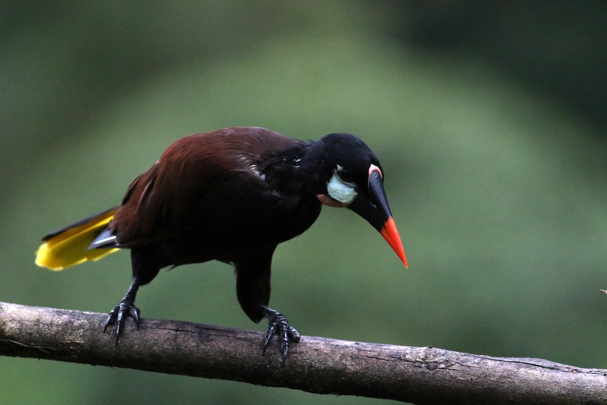 Montezuma Oropendola - ML642210479