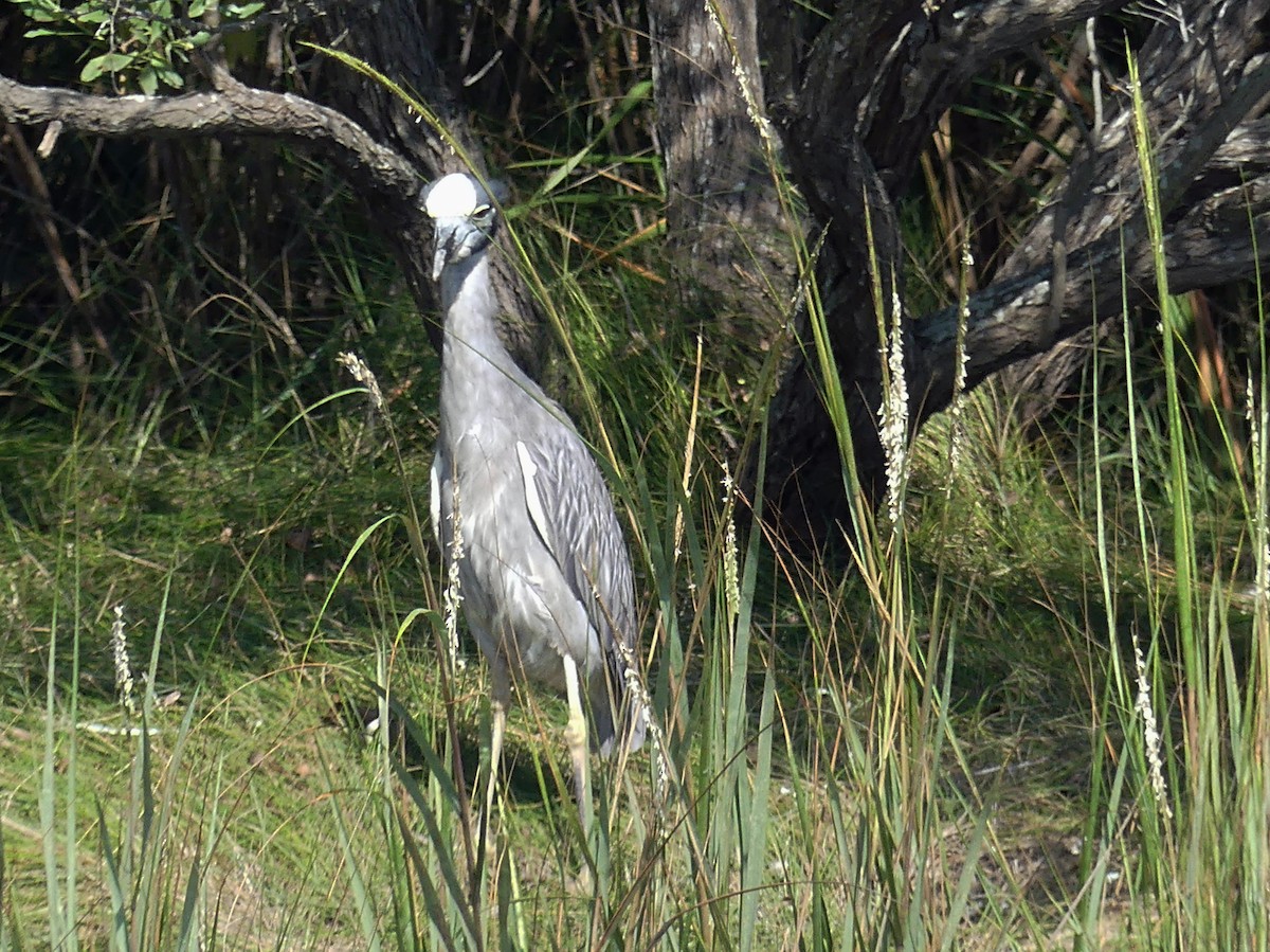 Yellow-crowned Night Heron - ML642210493
