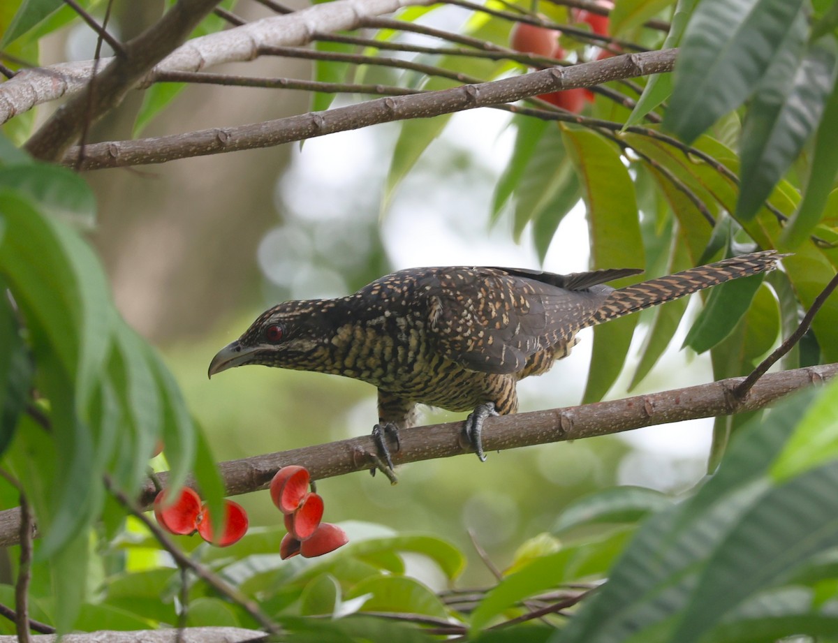 Asian Koel - ML642210497