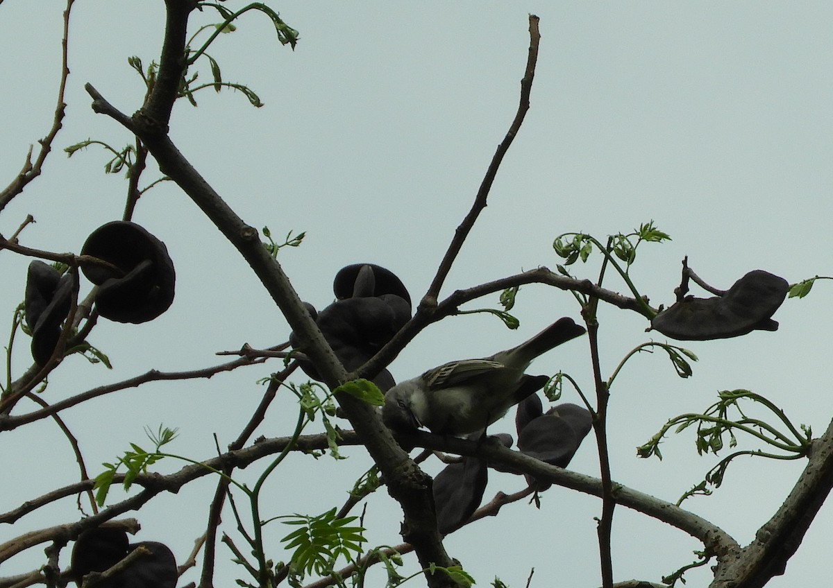 Suiriri Flycatcher - ML642210512