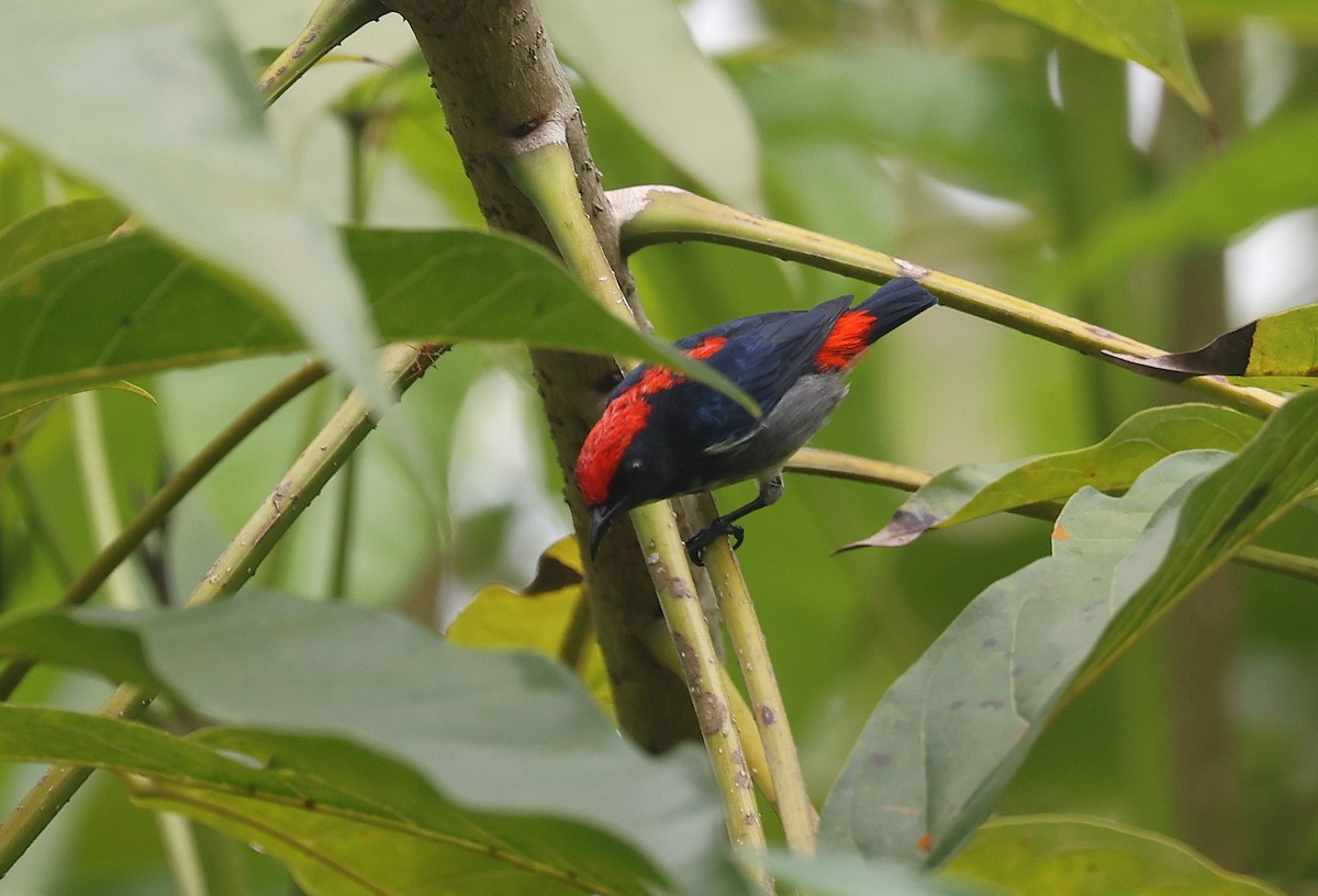 Scarlet-backed Flowerpecker - ML642210521