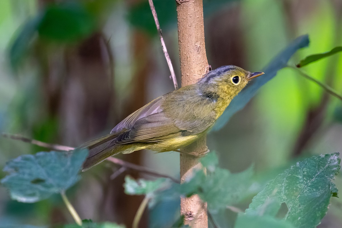 Alström's Warbler - ML642210535