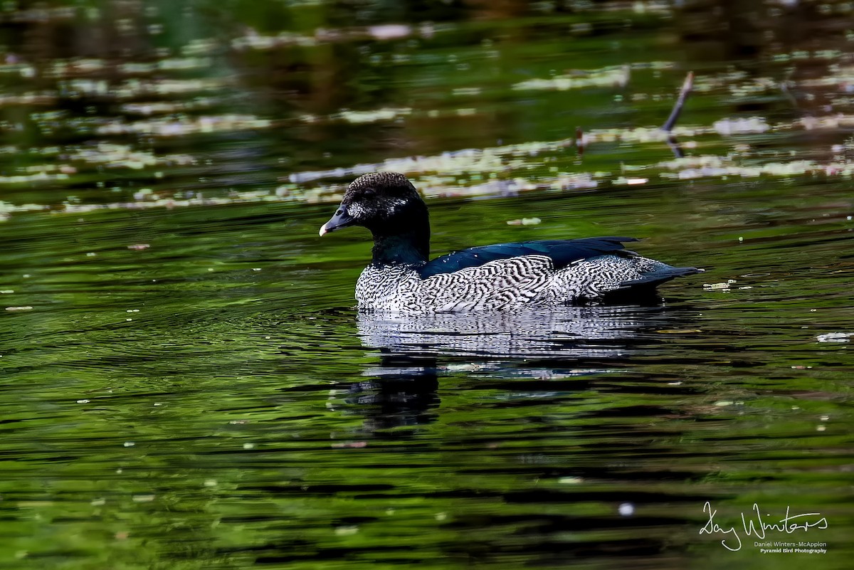 Green Pygmy-Goose - ML642210536
