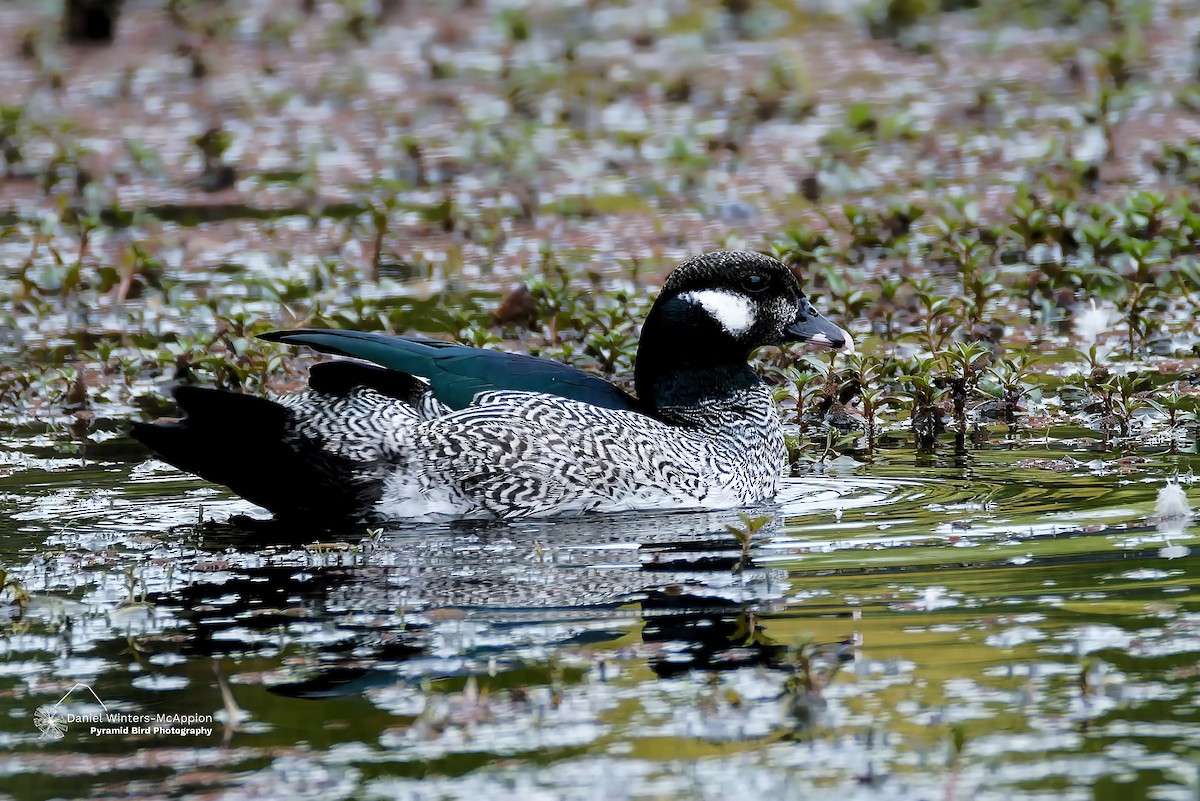 Green Pygmy-Goose - ML642210543