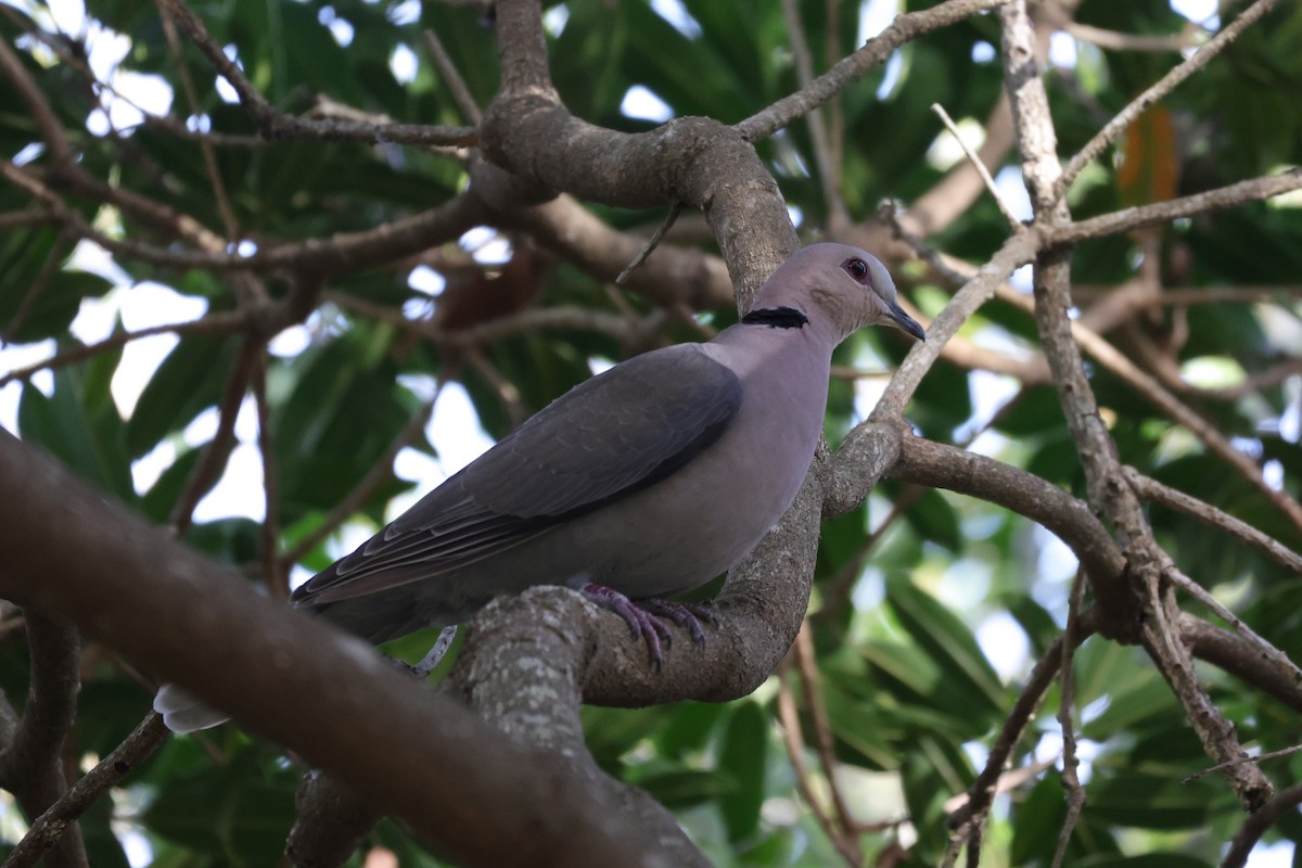 Red-eyed Dove - ML642210551