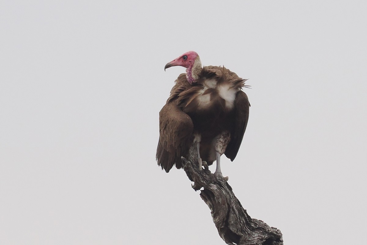 Vautour charognard - ML642210560
