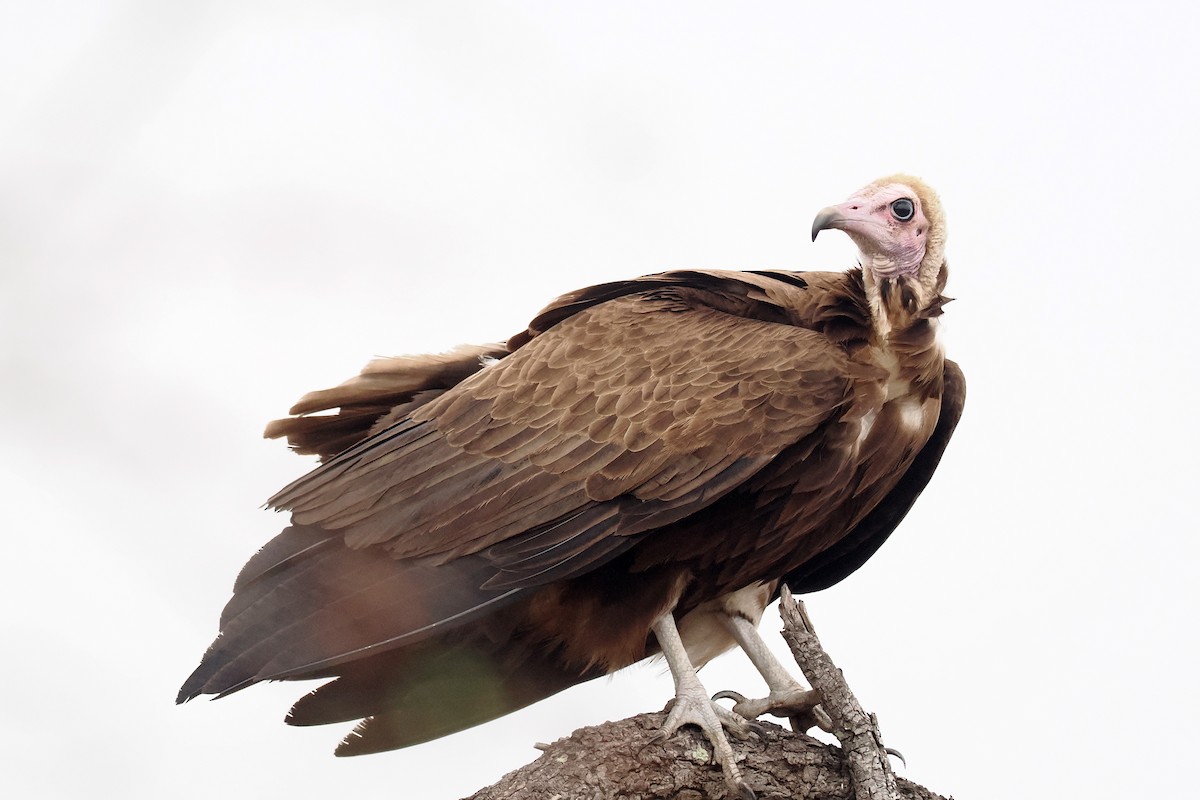 Vautour charognard - ML642210561