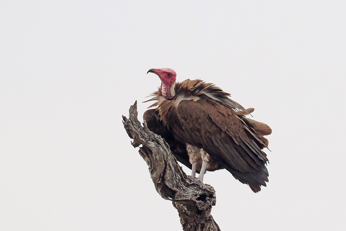 Vautour charognard - ML642210562