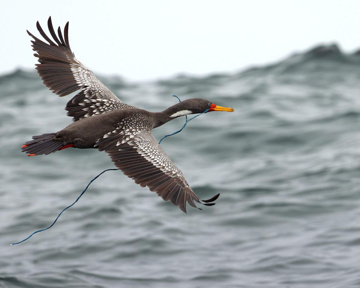 Red-legged Cormorant - ML642210569