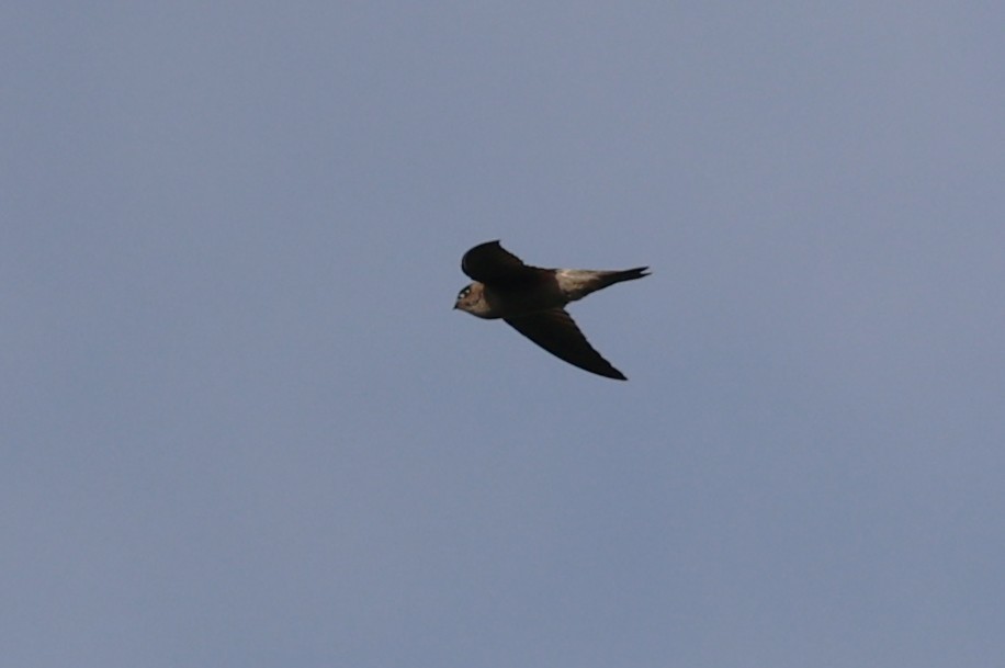 swiftlet sp. - ML642210578