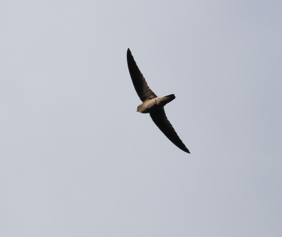 swiftlet sp. - ML642210579