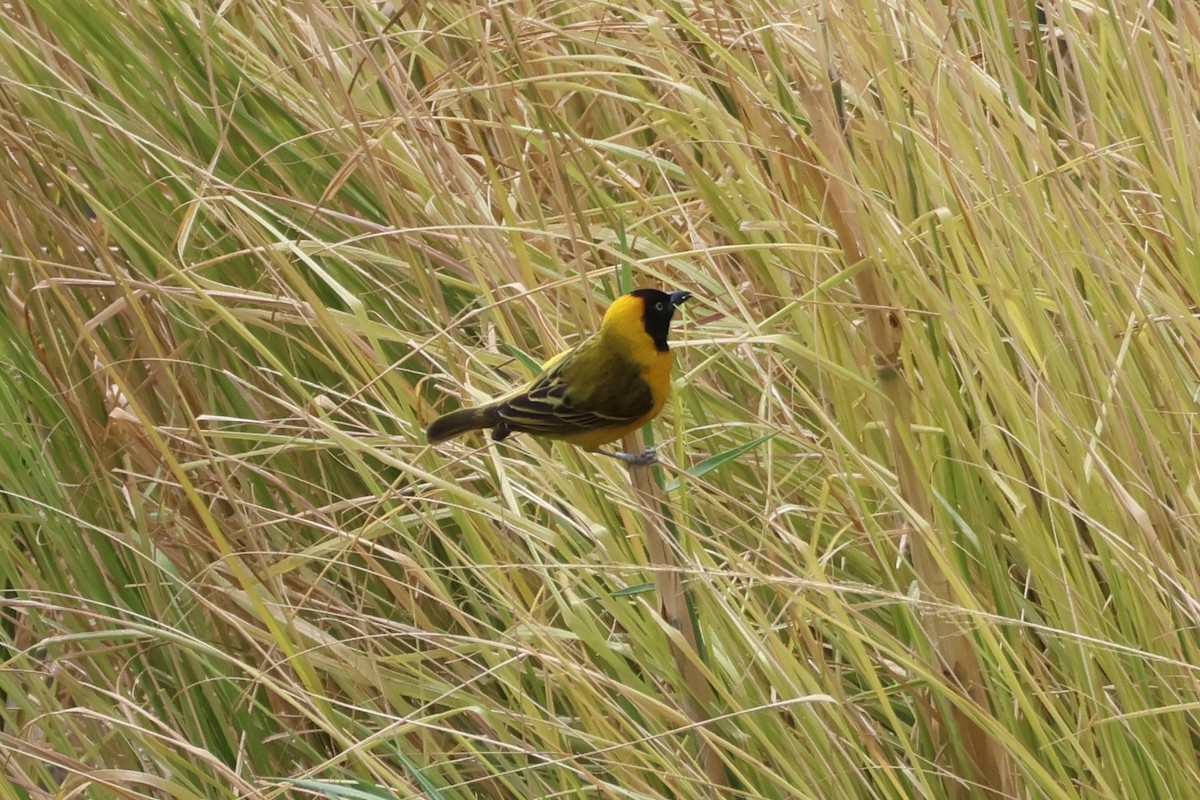 Lesser Masked-Weaver - ML642210581