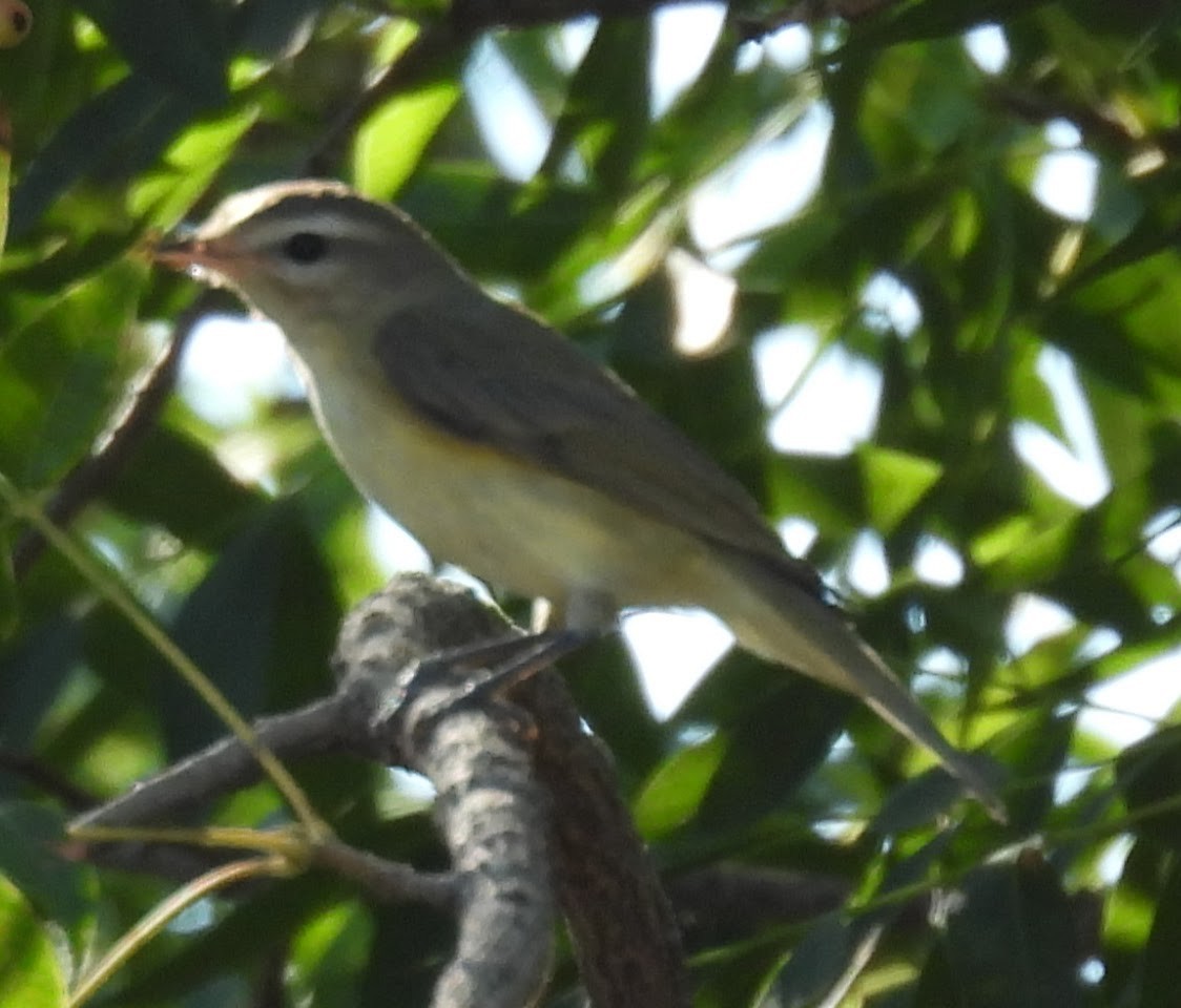 Vireo Gorjeador - ML642210583