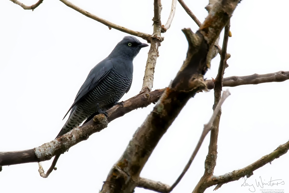 Barred Cuckooshrike - ML642210584
