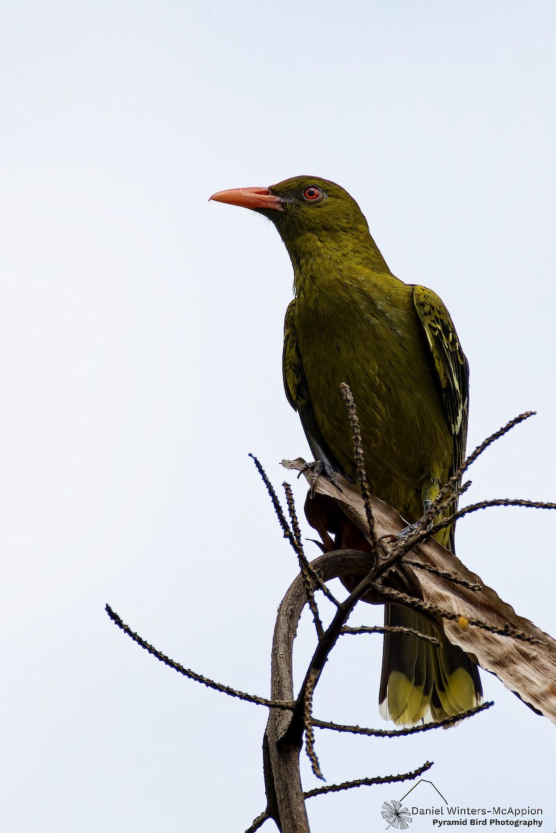 Green Oriole - ML642210587