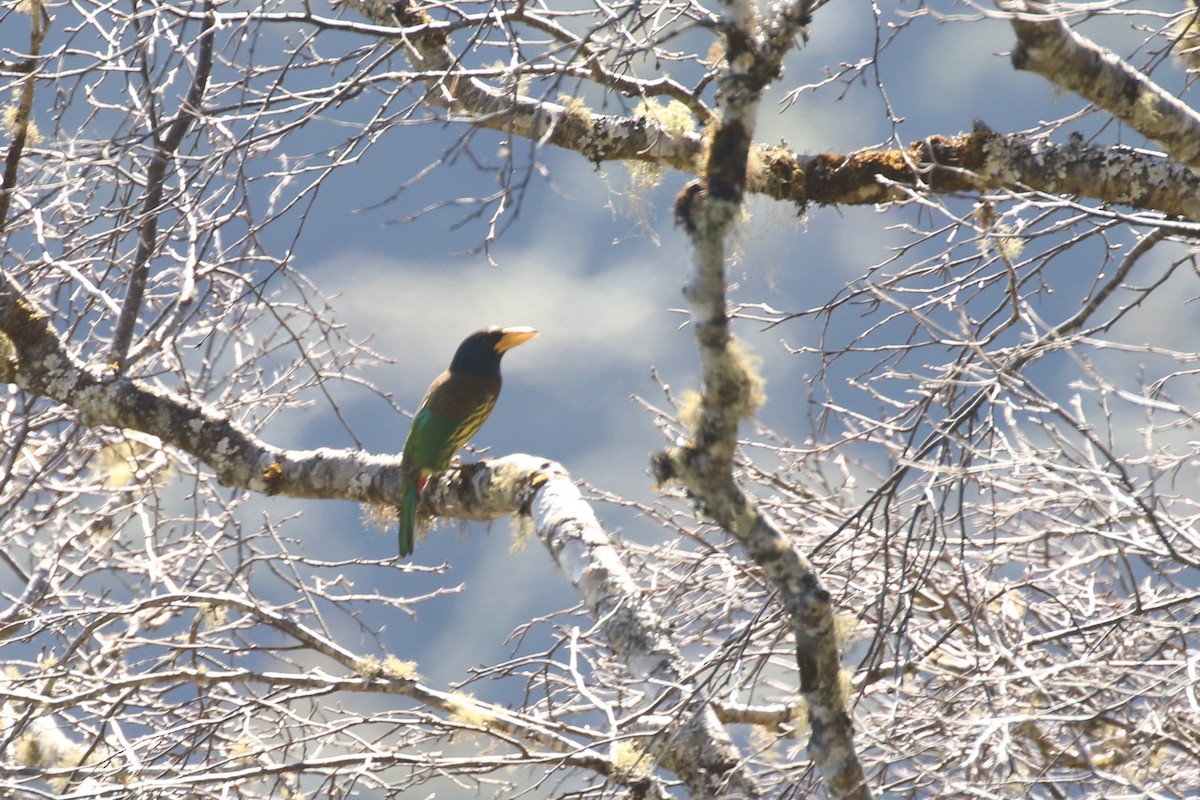 Great Barbet - ML642210619