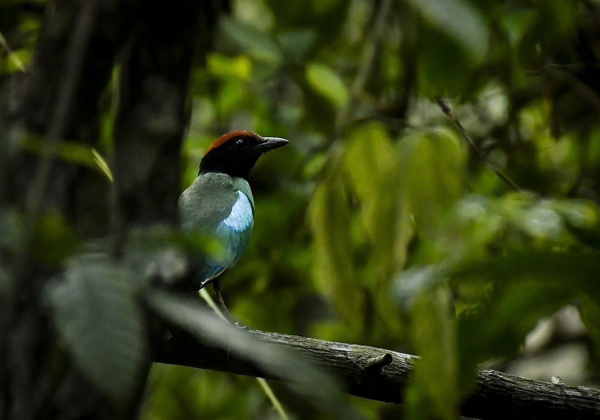 Western Hooded Pitta - ML642210622