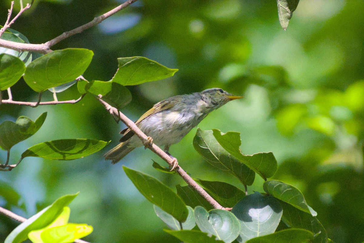 Western Crowned Warbler - ML642210642