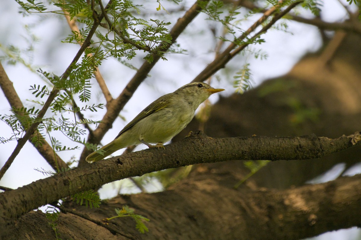 Western Crowned Warbler - ML642210643