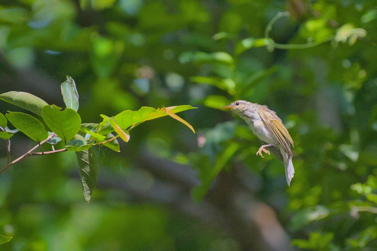 Western Crowned Warbler - ML642210644