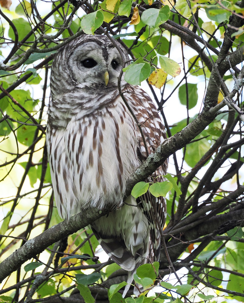 Barred Owl - ML642210651