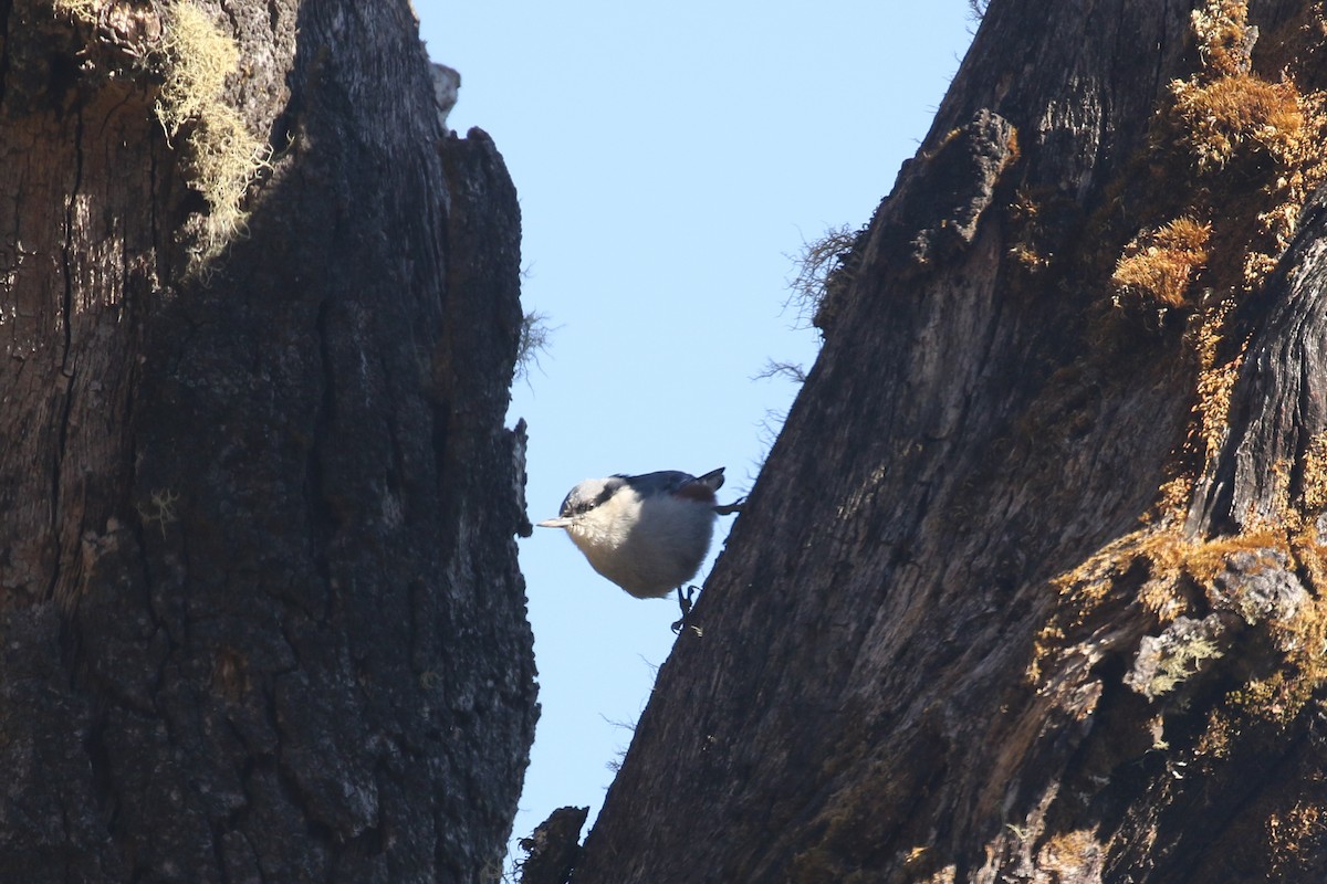 Chestnut-vented Nuthatch - ML642210679