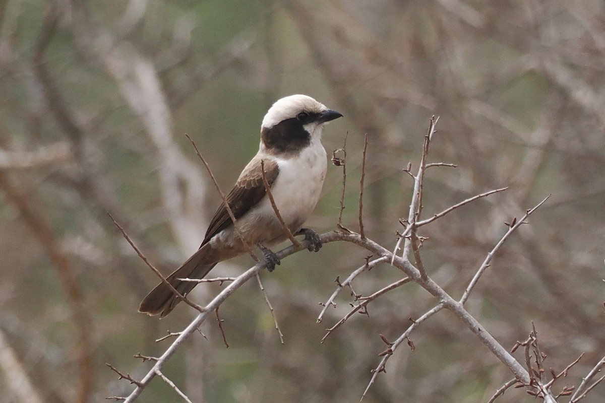 White-crowned Shrike - ML642210689