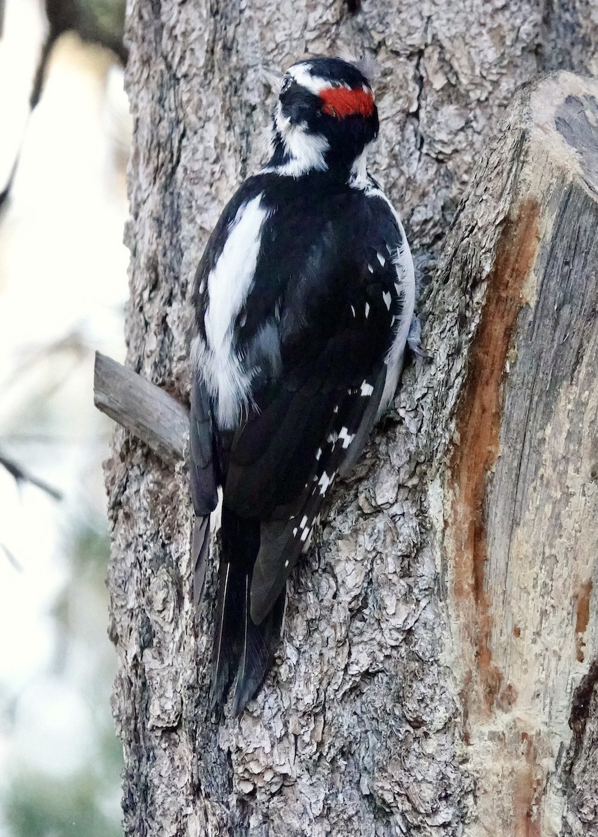 Hairy Woodpecker - ML642210691