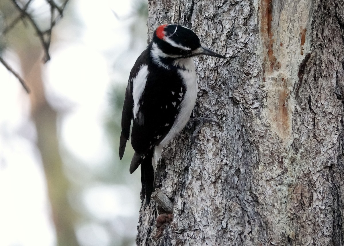 Hairy Woodpecker - ML642210694