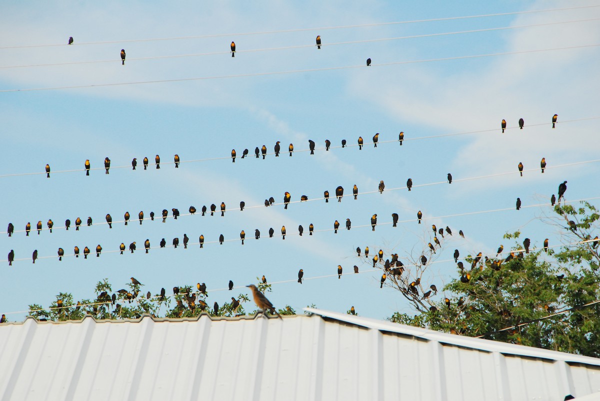 Yellow-headed Blackbird - ML642210698