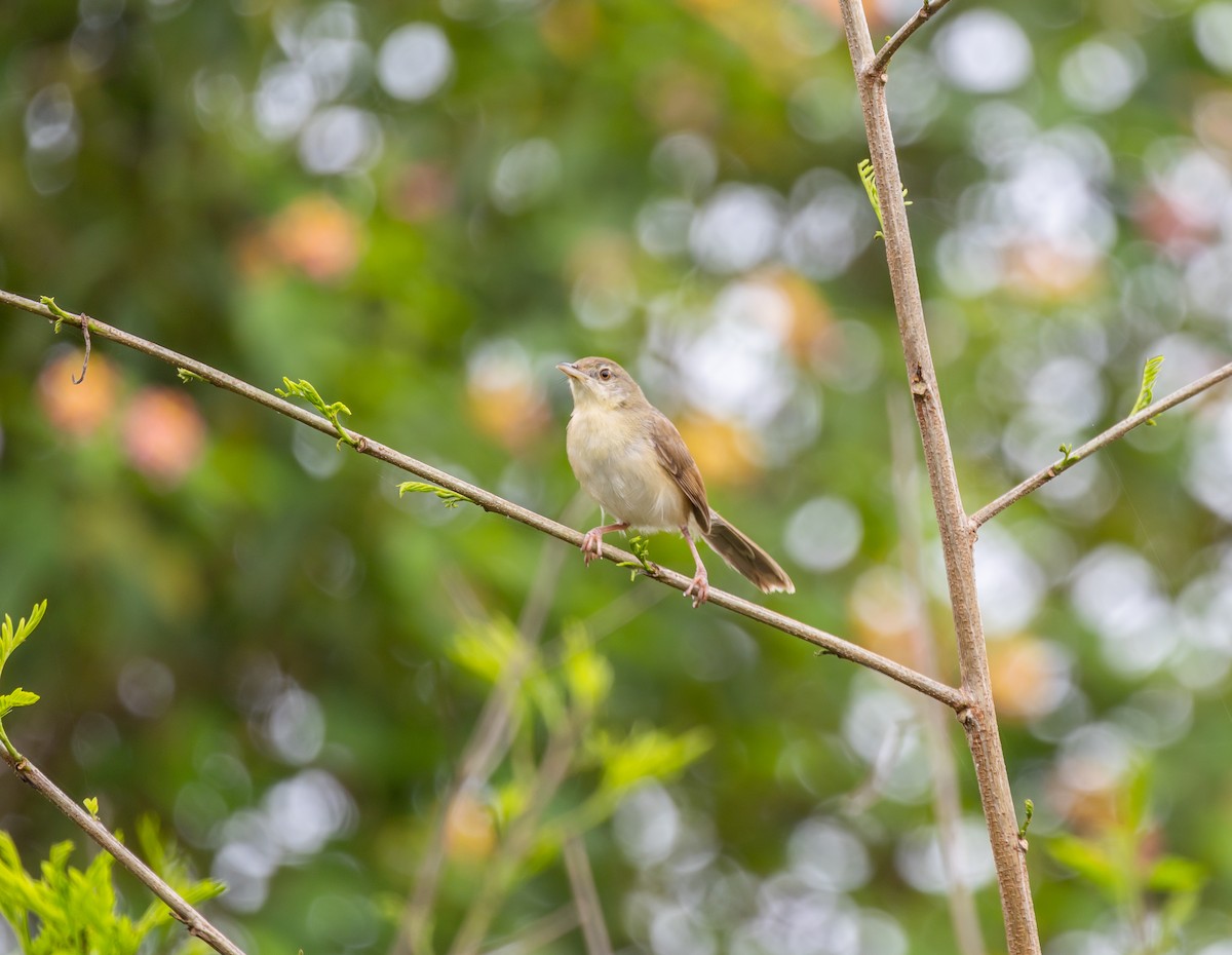 Jungle Prinia - ML642210699