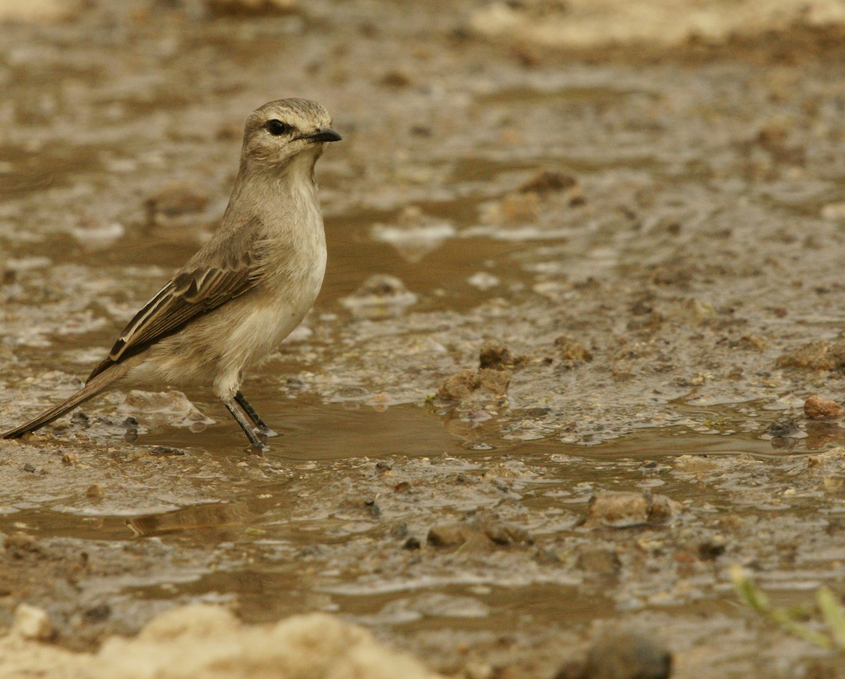 African Gray Flycatcher - ML642210701