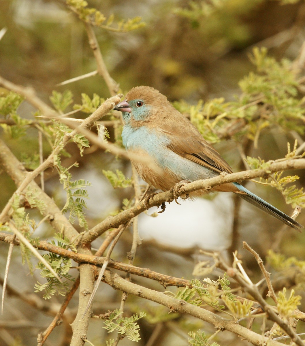 Red-cheeked Cordonbleu - ML642210709