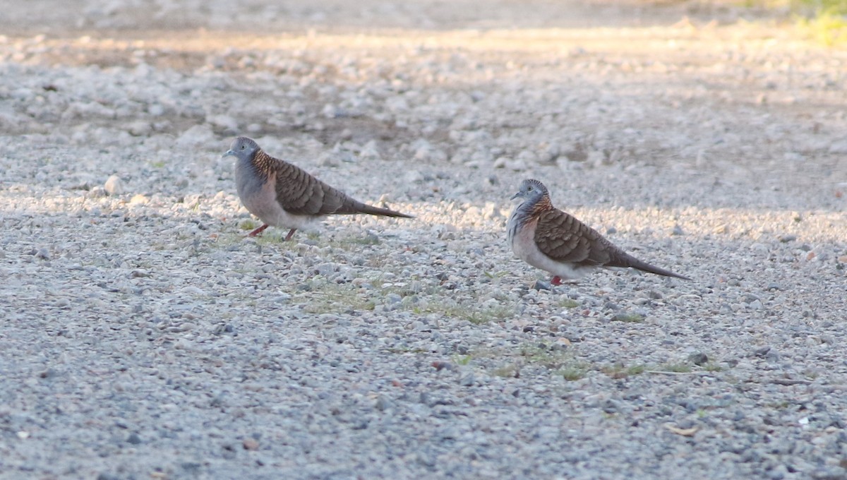 Bar-shouldered Dove - ML642210710