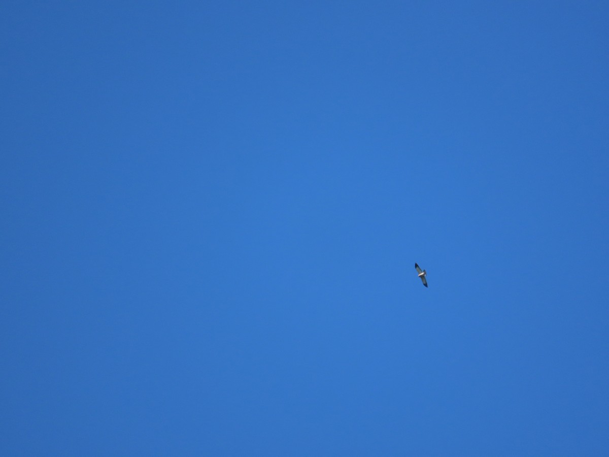 Chinese Sparrowhawk - ML642210713