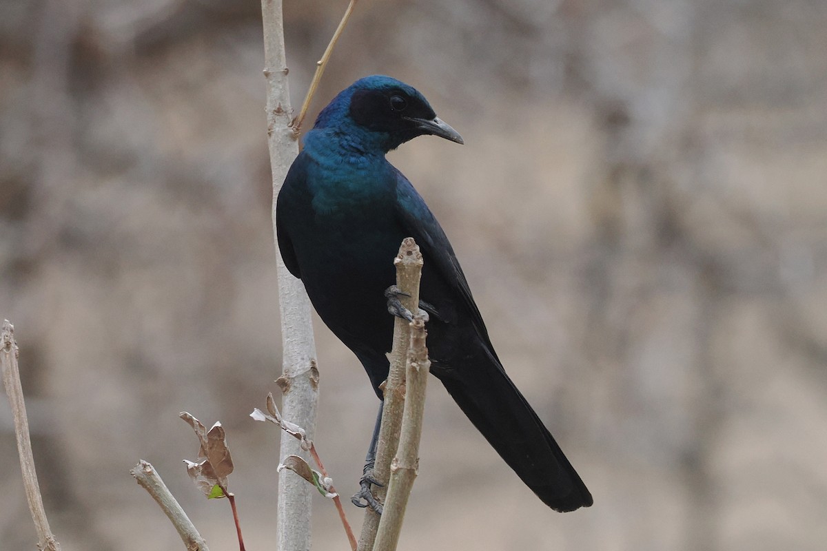 Burchell's Starling - ML642210715