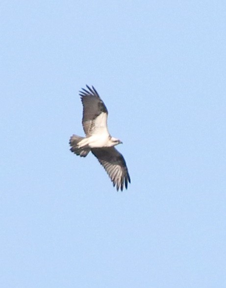 Osprey - ML642210716