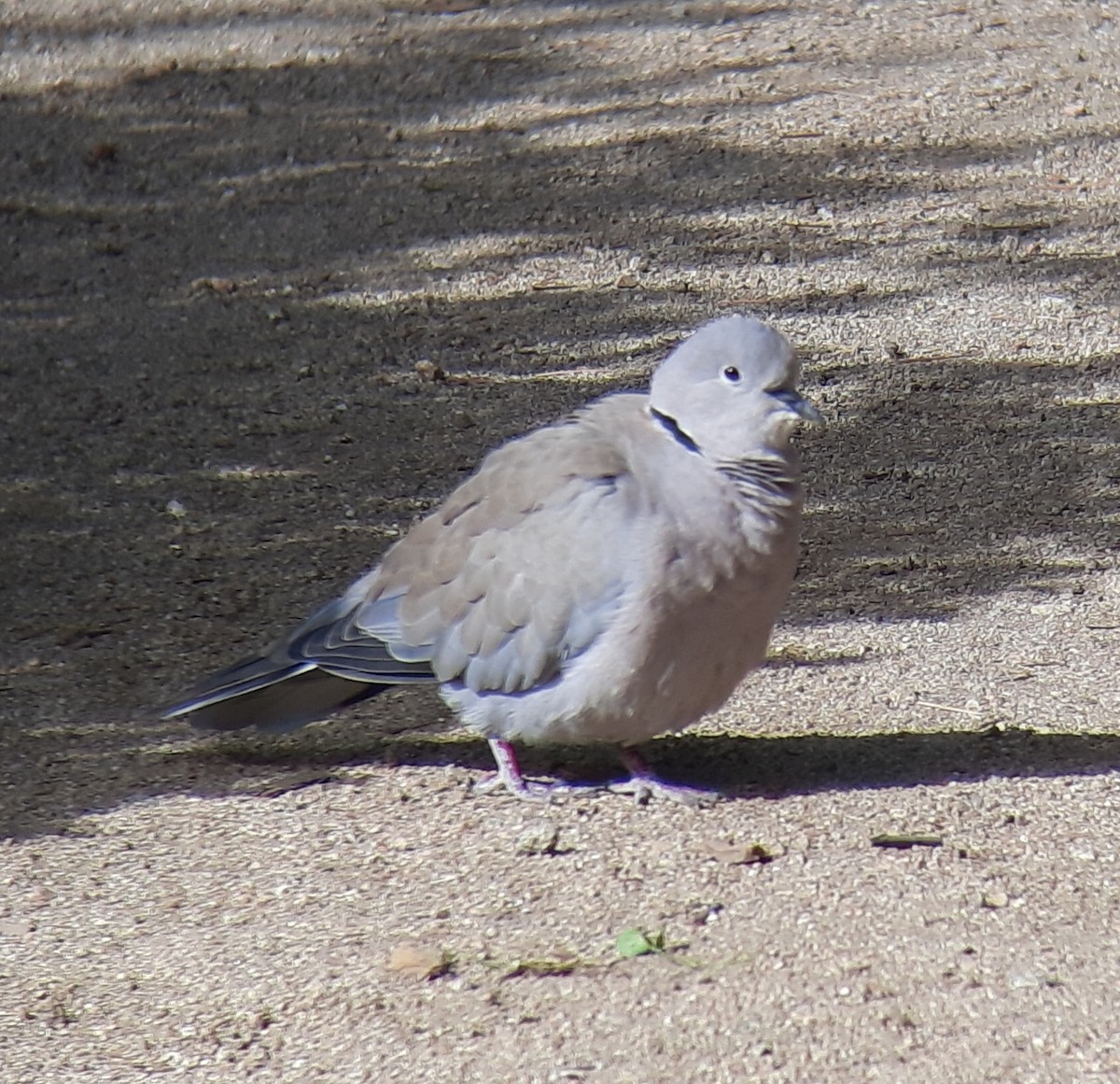 Eurasian Collared-Dove - ML642210717