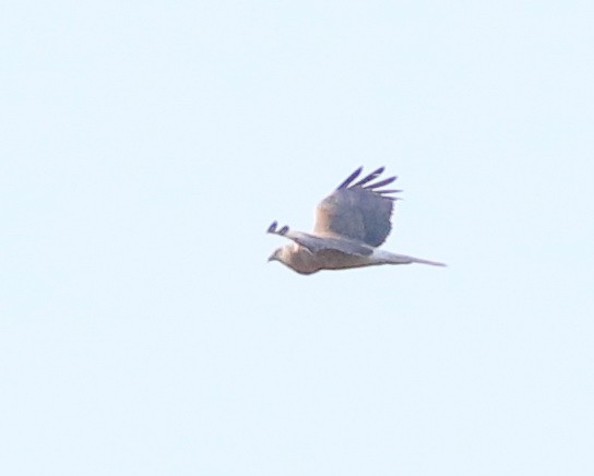 Swamp Harrier - ML642210718