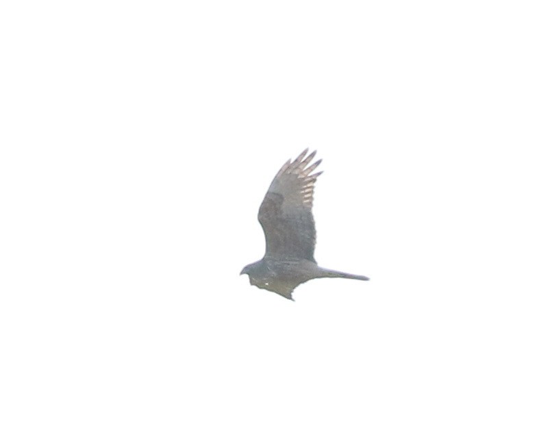 Swamp Harrier - ML642210719
